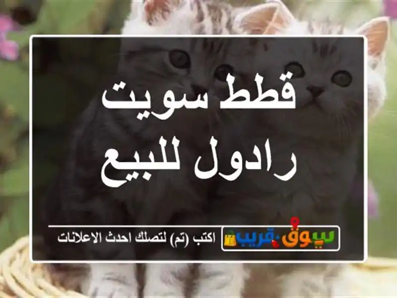 قطط سويت رادول للبيع