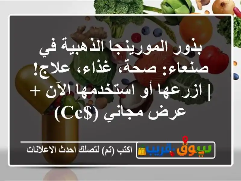 بذور المورينجا الذهبية في صنعاء: صحة، غذاء، علاج!...