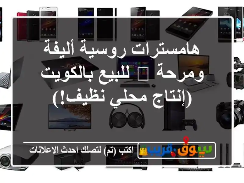 هامسترات روسية أليفة ومرحة 🐹 للبيع بالكويت...