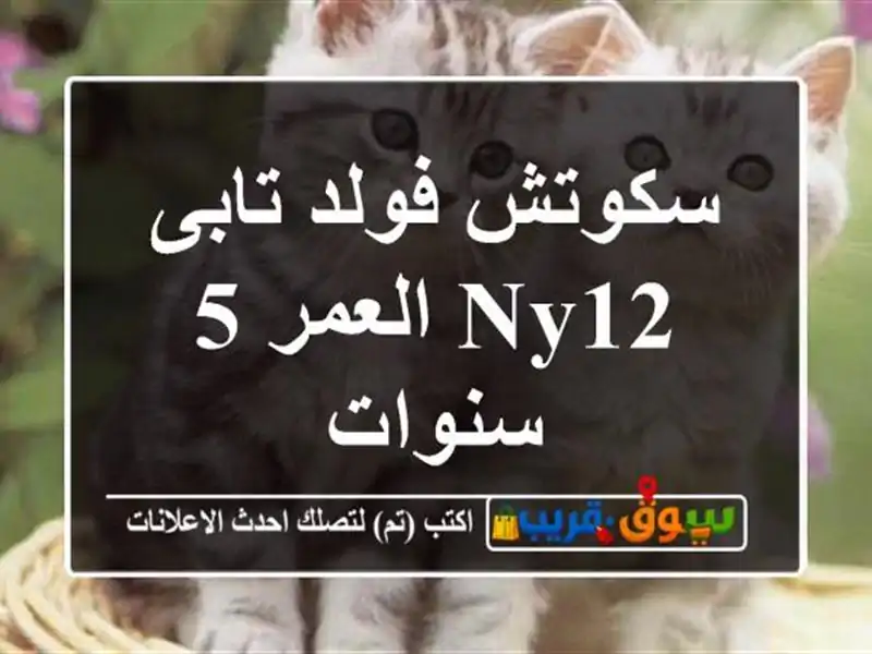 سكوتش فولد تابى NY12 العمر 5 سنوات