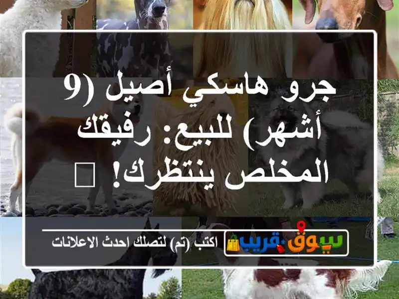 جرو هاسكي أصيل (9 أشهر) للبيع: رفيقك المخلص ينتظرك! 🐾