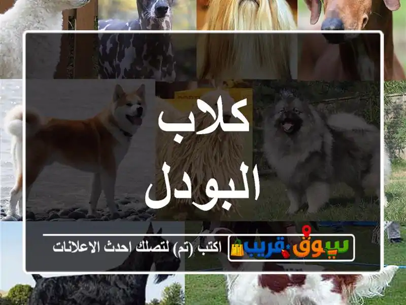 كلاب البودل
