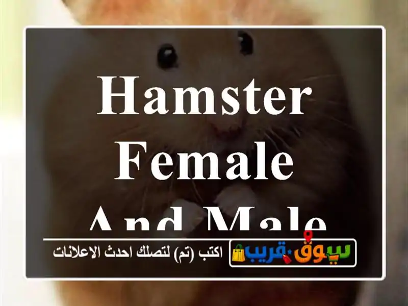 Hamster female and male