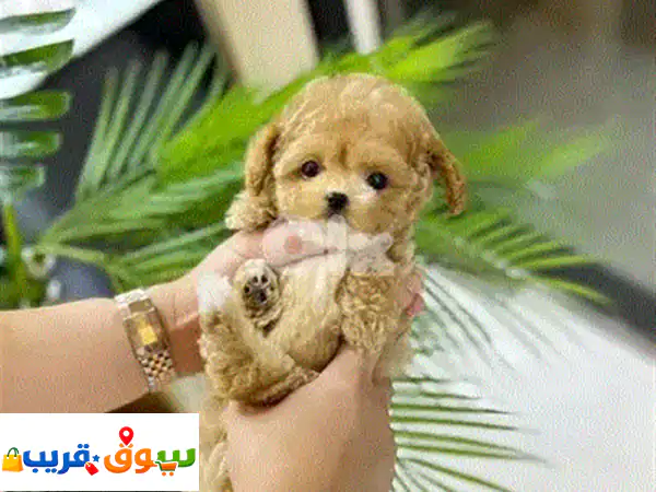 جراء دوجو أرجنتينو نادرة للبيع: حارس عائلي مميز بقلب وفي | مستورد ومطعم جاهز للحياة الجديدة!