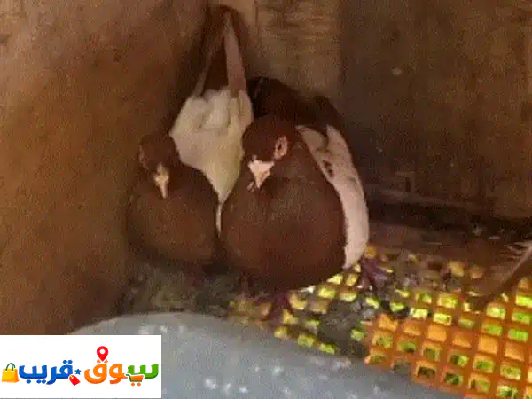 حمام للبيع