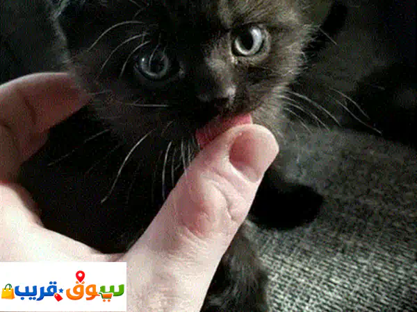 British shorthair delivery kitten