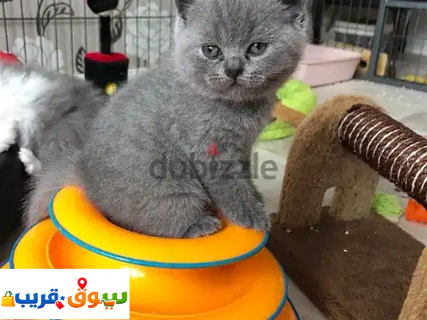 British shorthair delivery kitten