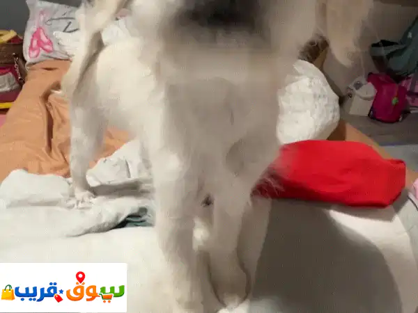 very cute puppy loves people smart and playful