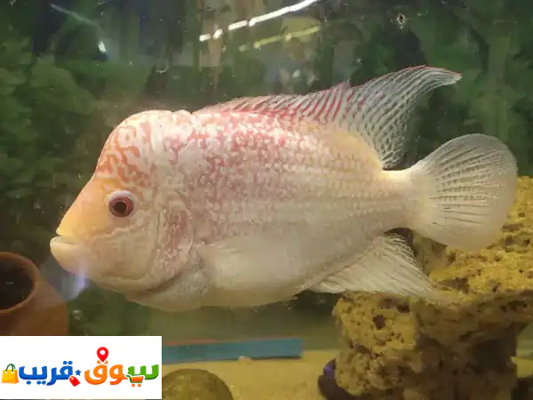 فلاورهورن للبيع: سكليد مميز 15 و 25 سم - أضف لمسة سحر لحوضك! 🐠