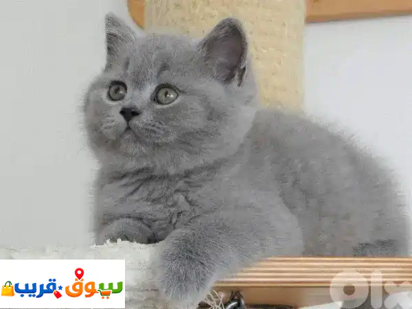 British Blue kitten