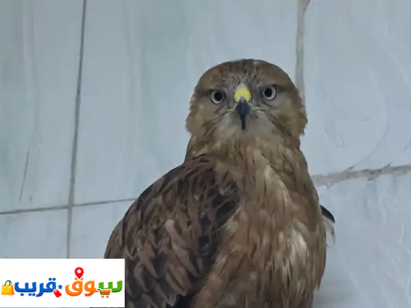 للبيع أعلى سوم لدينا عرض مميز على هذا المنتج....