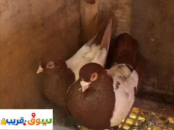 حمام للبيع