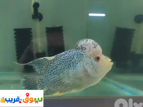 فلاورهورن للبيع: سكليد مميز 15 و 25 سم - أضف لمسة...