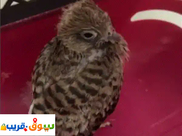 مطلوب فرخ بومة أو باشق