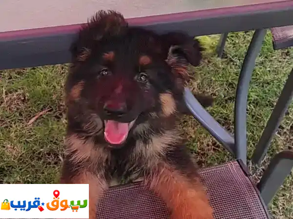 German shephard pup