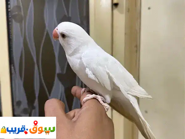 متوه أبيض أليف للبيع | رفيق مميز بصحة 100% ويطير...