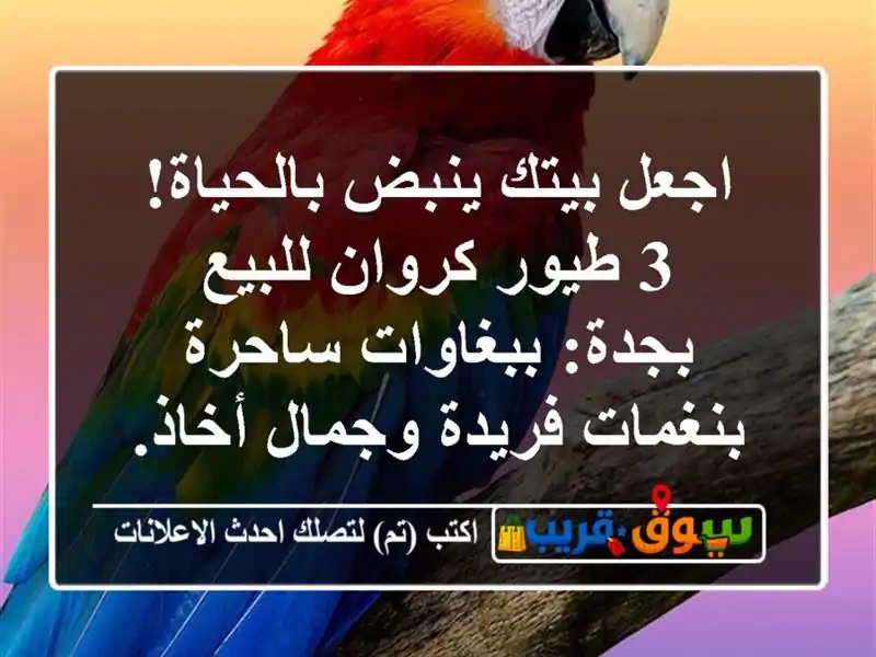 اجعل بيتك ينبض بالحياة! 3 طيور كروان للبيع...