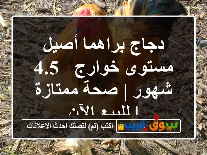 دجاج براهما أصيل مستوى خوارج - 4.5 شهور | صحة ممتازة...