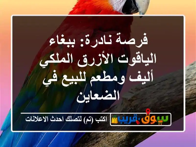 فرصة نادرة: ببغاء الياقوت الأزرق الملكي أليف...