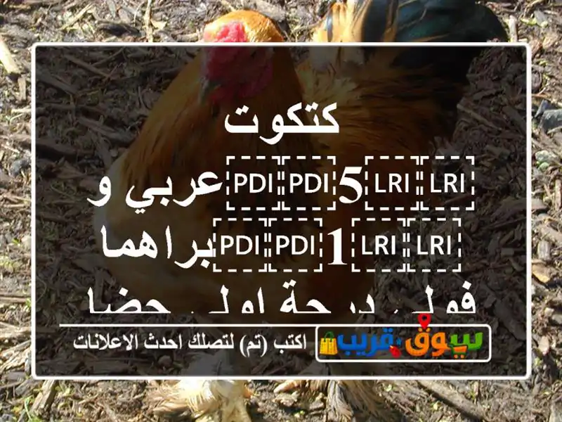 كتكوت ⁦⁦5⁩⁩عربي و ⁦⁦1⁩⁩براهما فولي درجة اولى...