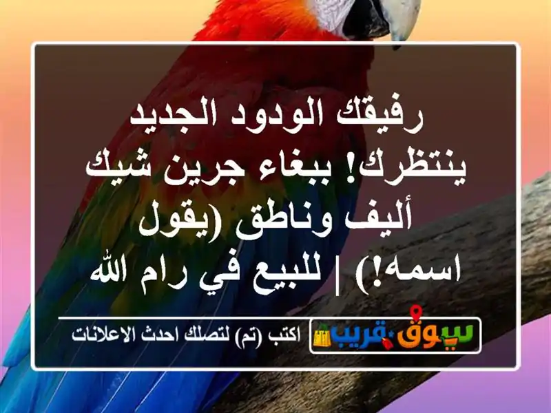 رفيقك الودود الجديد ينتظرك! ببغاء جرين شيك أليف...