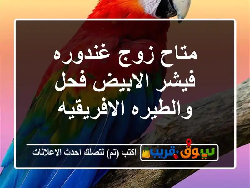 متاح زوج غندوره فيشر الابيض فحل والطيره الافريقيه