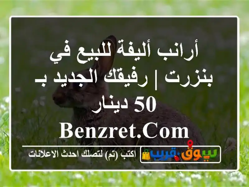 أرانب أليفة للبيع في بنزرت | رفيقك الجديد بـ 50 دينار...
