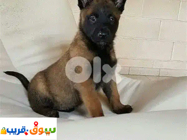 Belgian Malinois Puppies Super High Quality in store