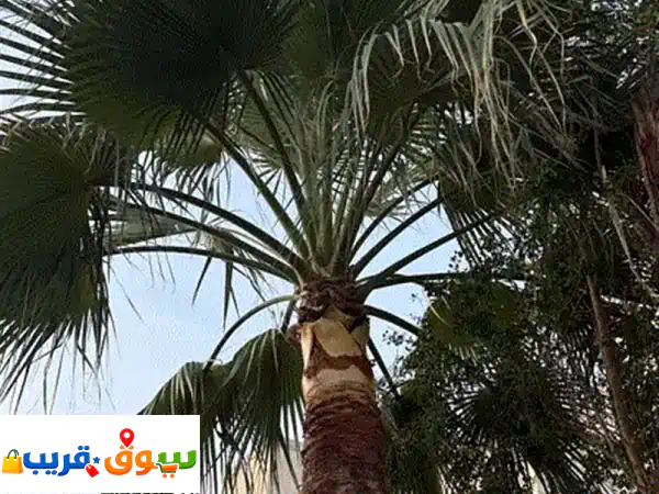 tree for Sale