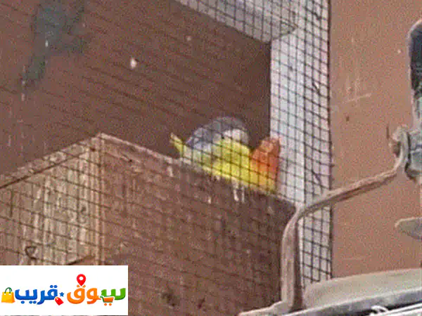فرصة ذهبية: ذكر كوكتيل منتج للبيع - رفيقك المثالي للتكاثر والألفة!