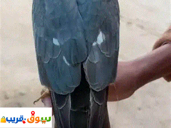 Falcon,Shikra hawks