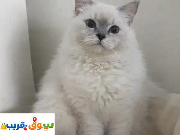 فرصة لا تعوض! 🐱 أجمل قطة راغدول أنثى للبيع أو التزاوج...