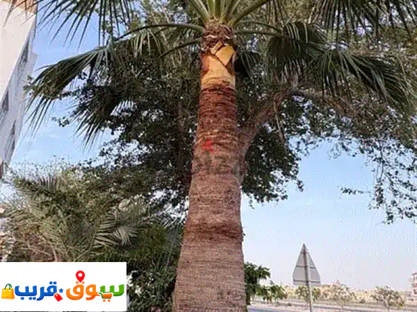 tree for Sale