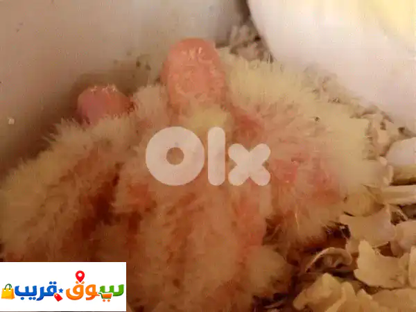 ✨ فراخ كروان لاتينو مميزة للبيع | صحة ونشاط لا...