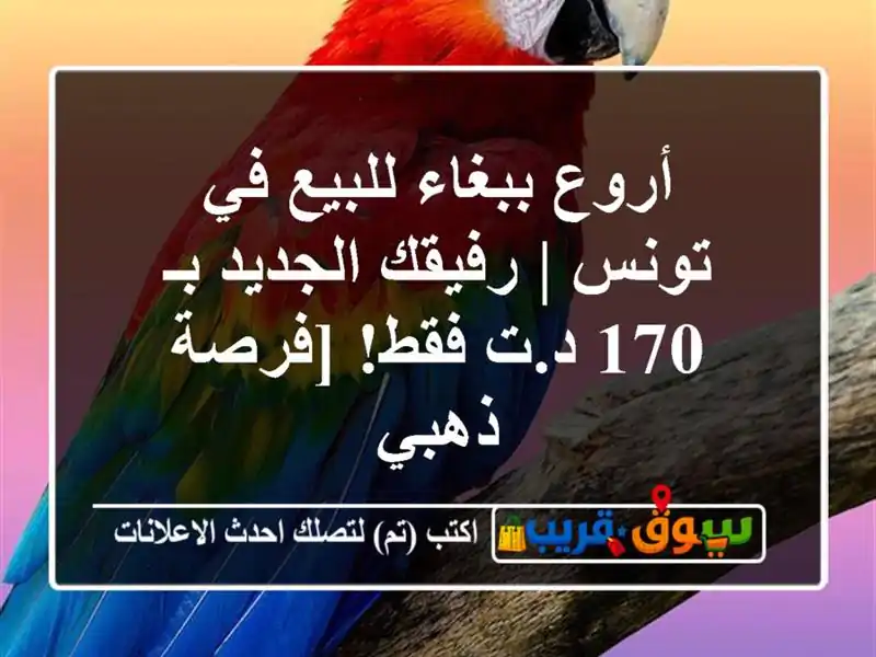أروع ببغاء للبيع في تونس | رفيقك الجديد بـ 170 د.ت...