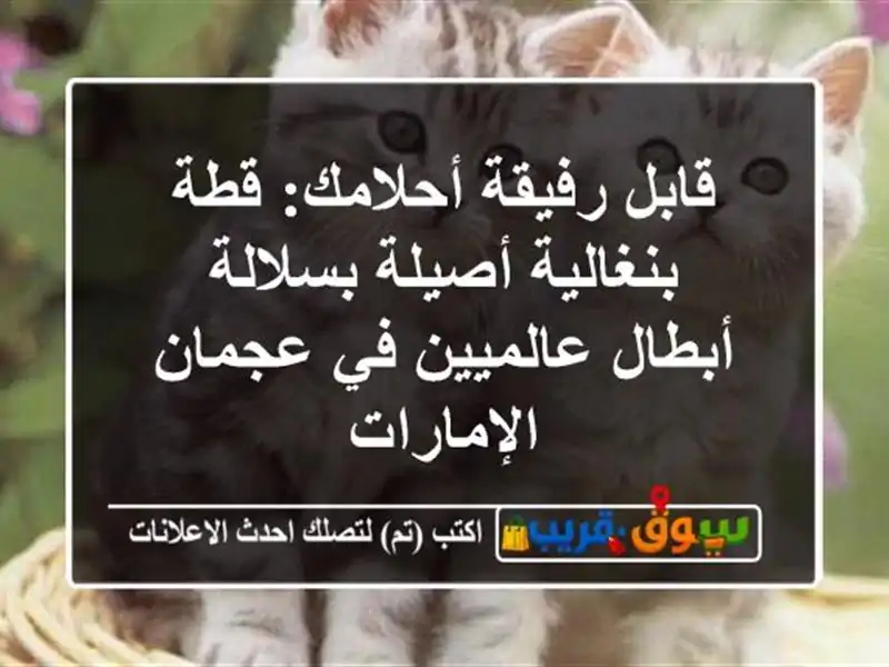 قابل رفيقة أحلامك: قطة بنغالية أصيلة بسلالة...