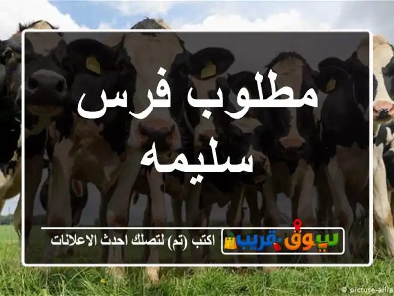 مطلوب فرس سليمه