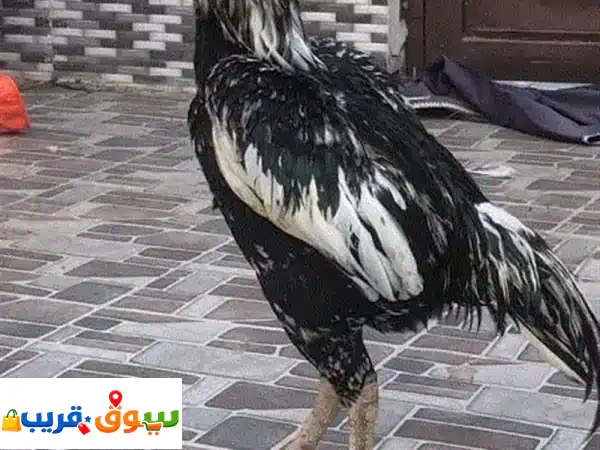 فرصة ذهبية: حمام بنجابي أصيل وممتاز للبيع –...