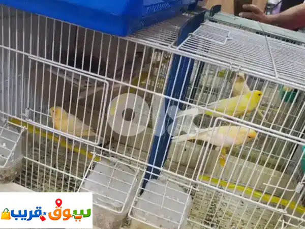 كنارات دهب