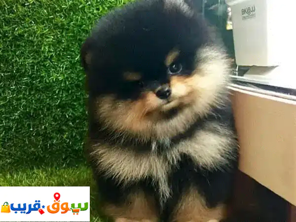 Cutest Black & tan Pomeranian Teacup Teddy Bear Face