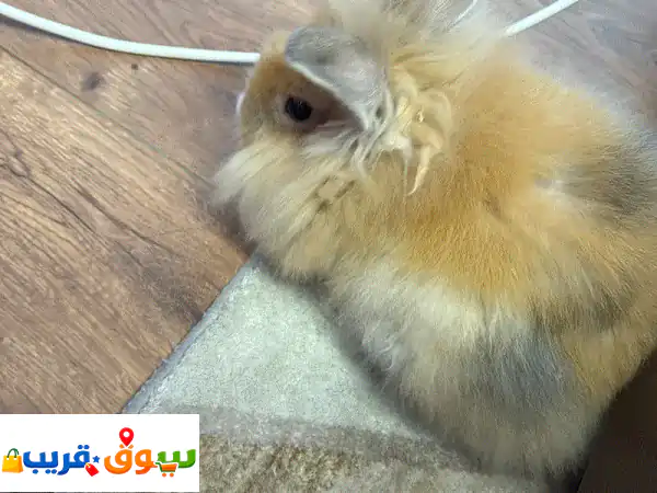 bunny for sale