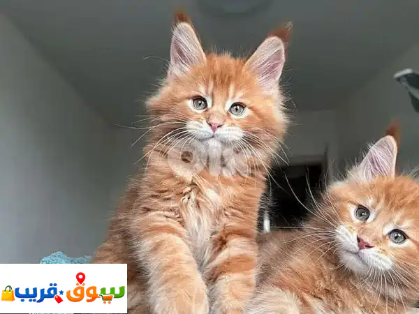 Majestic Maine Coon Kitten Available in Store & Delivery