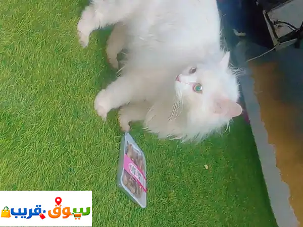 قطة بيضاء أليفة وهادئة للبيع: رفيقة العمر تنتظر...