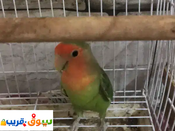 فرصة ذهبية للمربين: طير روزيلا منتج (2+ مرات)...