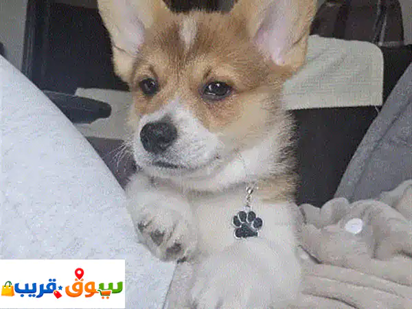 Corgi puppy