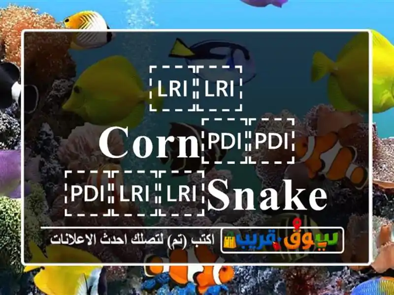 ⁦⁦Corn⁩⁩ ⁦⁦snake⁩⁩ ثعبان الكورن سنيك