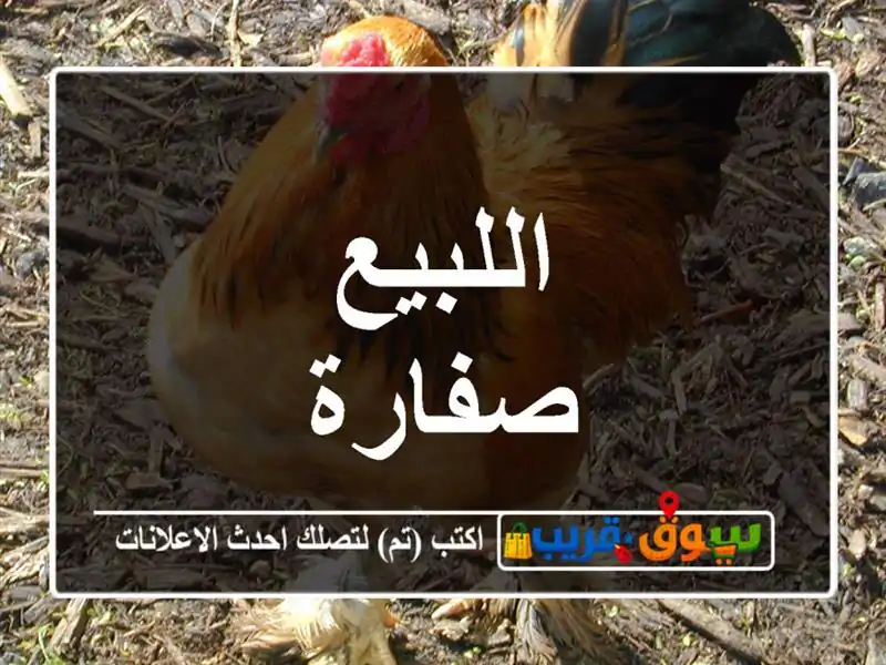 اللبيع صفارة