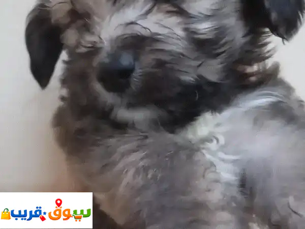 Maltese puppy for sale