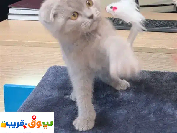Cute Scottish Fold Lilac color kitten AVAILABLE