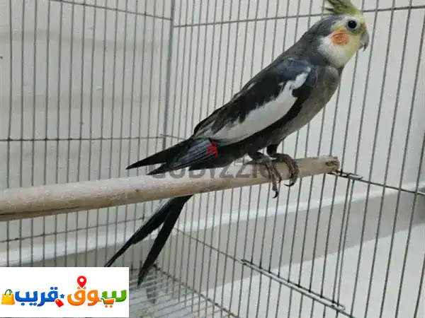رفيق العمر ينتظرك: كوكاتيل رمادي ذكر أليف للبيع -...